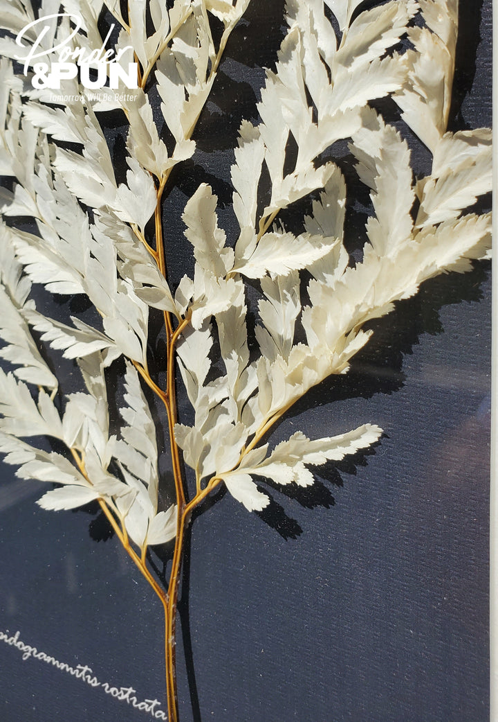Botanical Shadow Box – Delicate Leaf (12x16in)