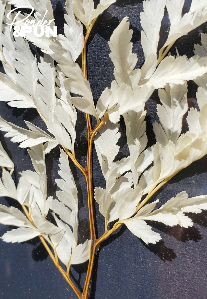 Botanical Shadow Box – Delicate Leaf (12x16in)