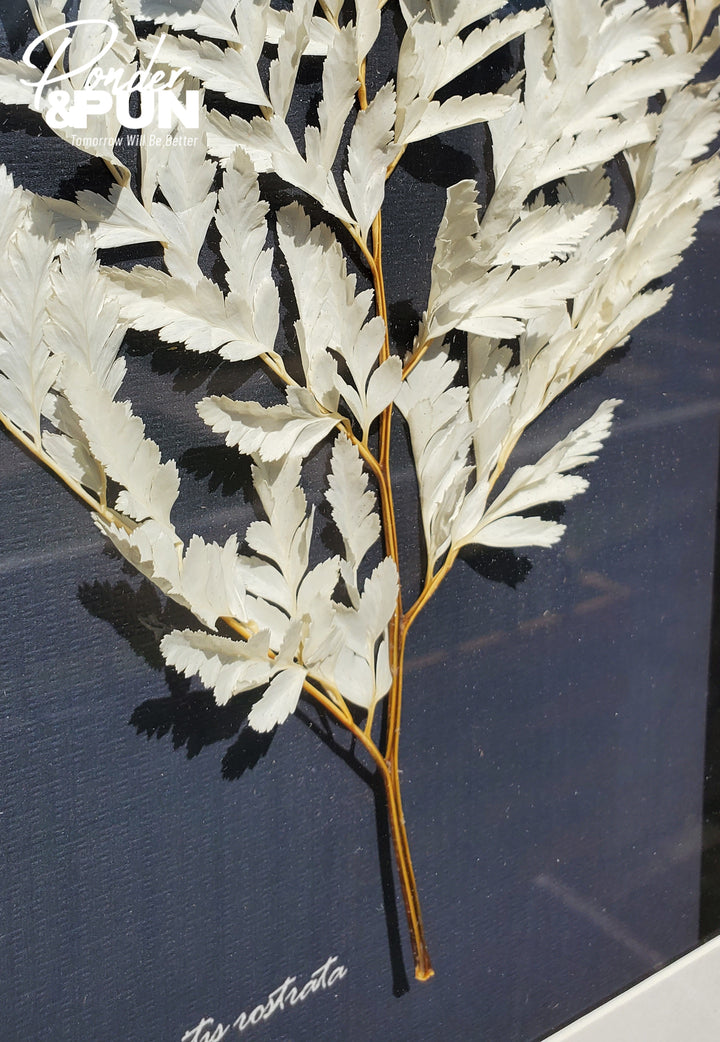 Botanical Shadow Box – Delicate Leaf (12x16in)