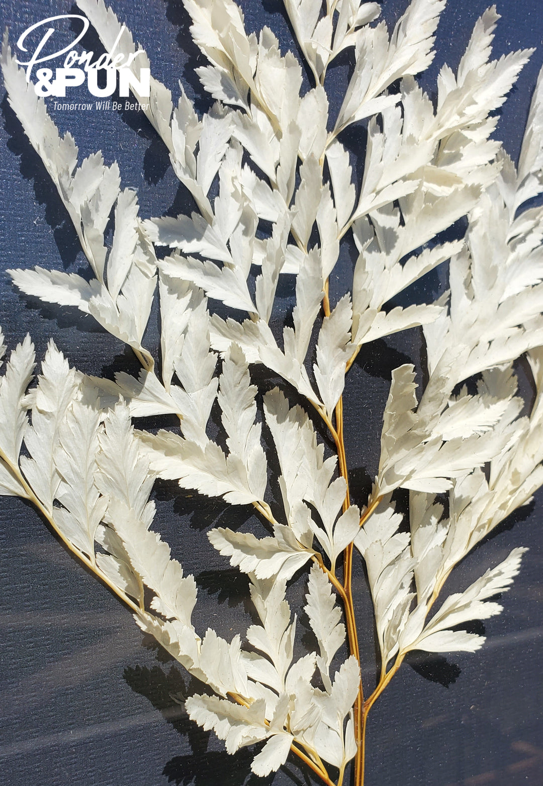 Botanical Shadow Box – Delicate Leaf (12x16in)