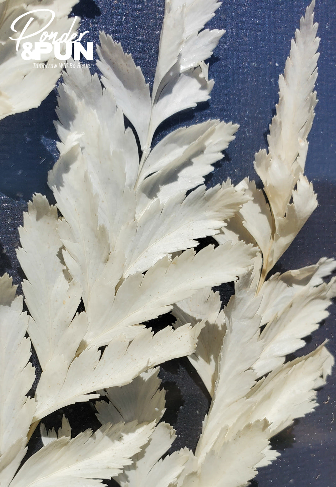 Botanical Shadow Box – Delicate Leaf (12x16in)