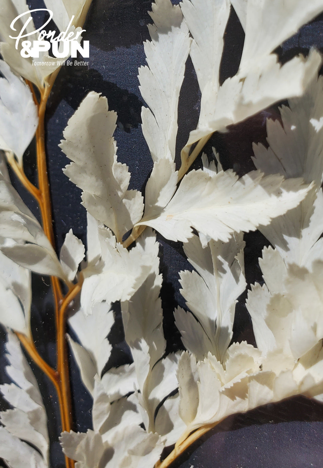 Botanical Shadow Box – Delicate Leaf (12x16in)