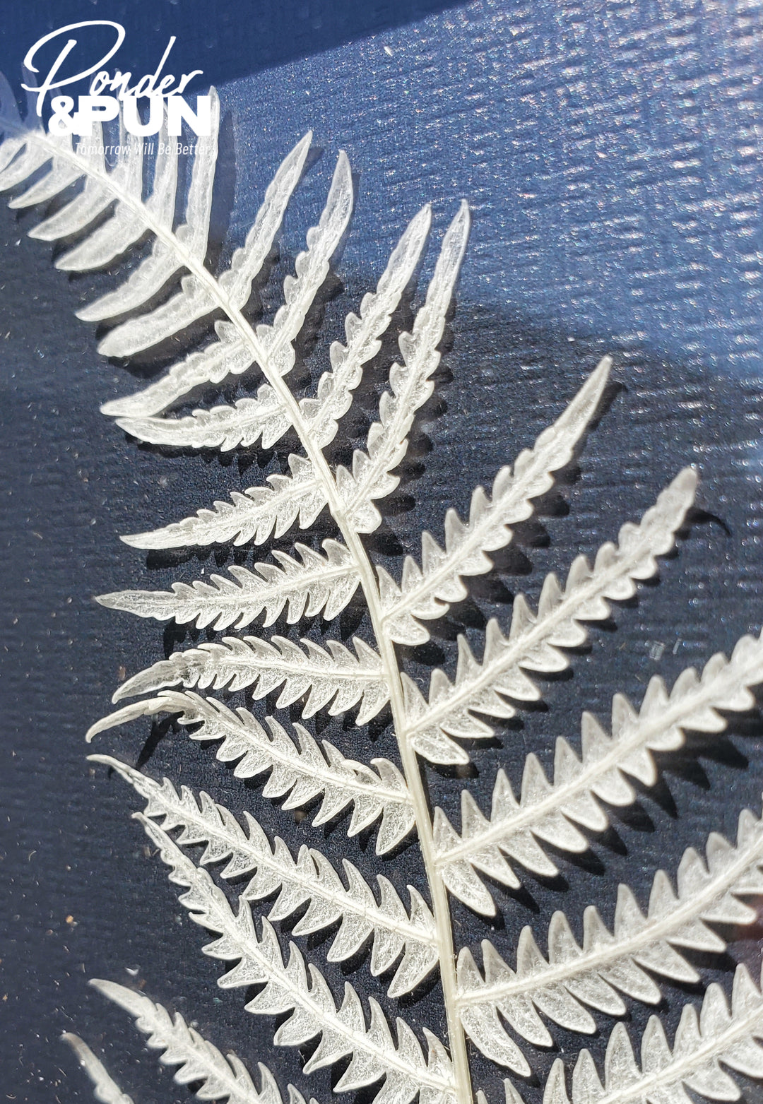 Botanical Shadow Box – Nature’s Imprint (12x16in)