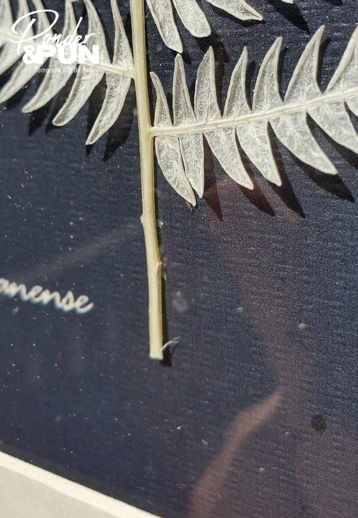 Botanical Shadow Box – Nature’s Imprint (12x16in)
