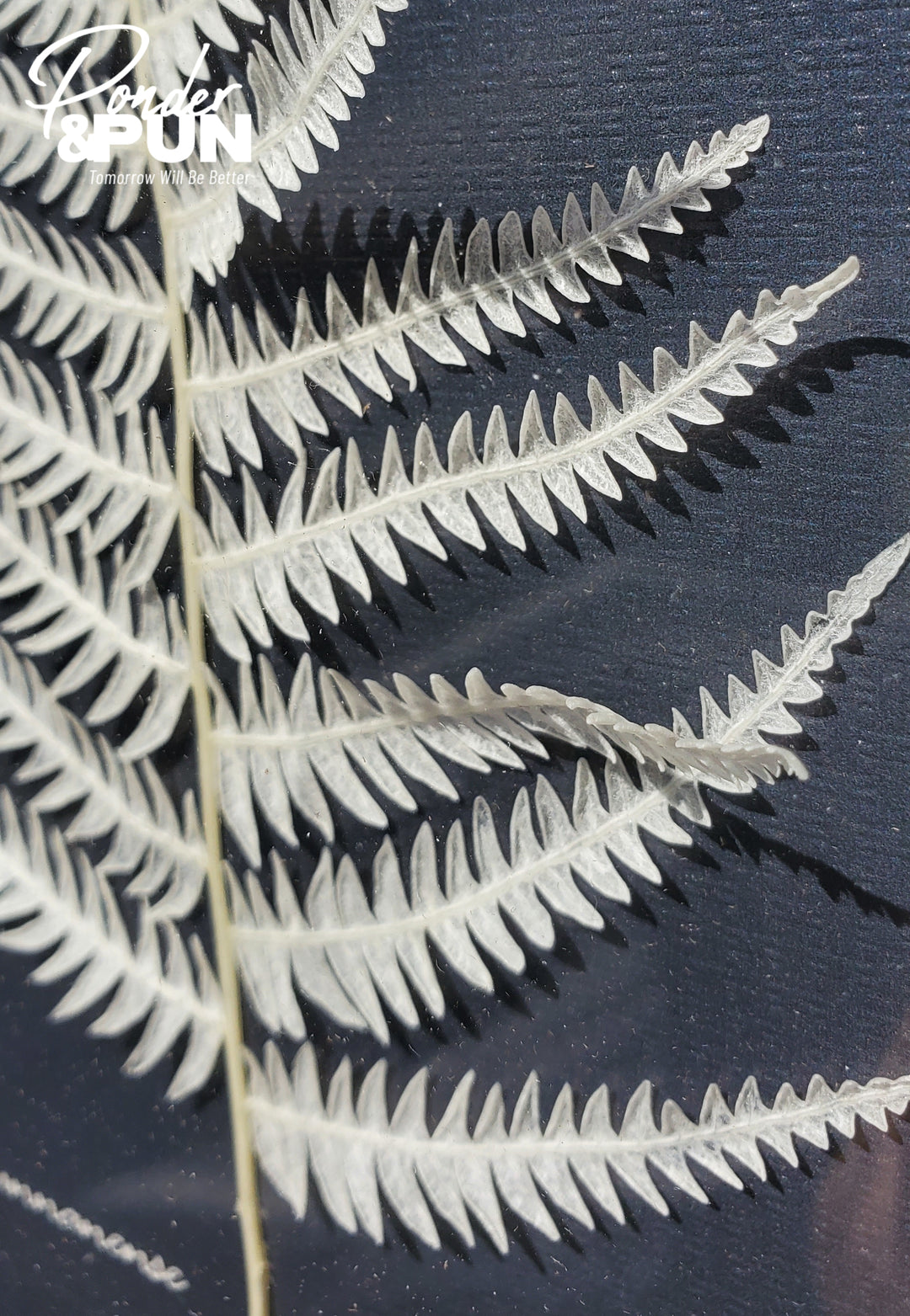 Botanical Shadow Box – Nature’s Imprint (12x16in)